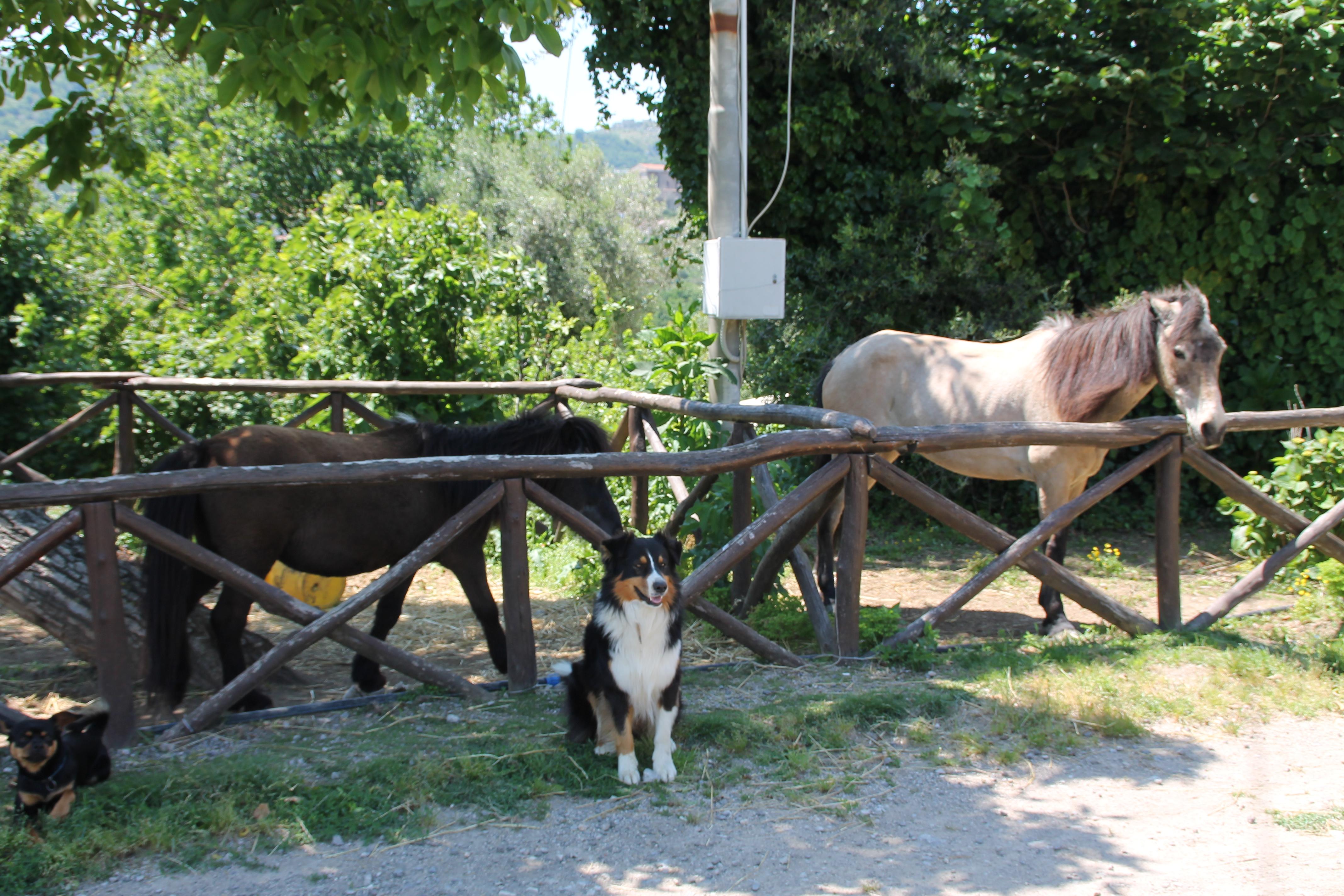 Agriturismo Piccolo Paradiso ปิอาโนดิซอร์เรนโต ภายนอก รูปภาพ