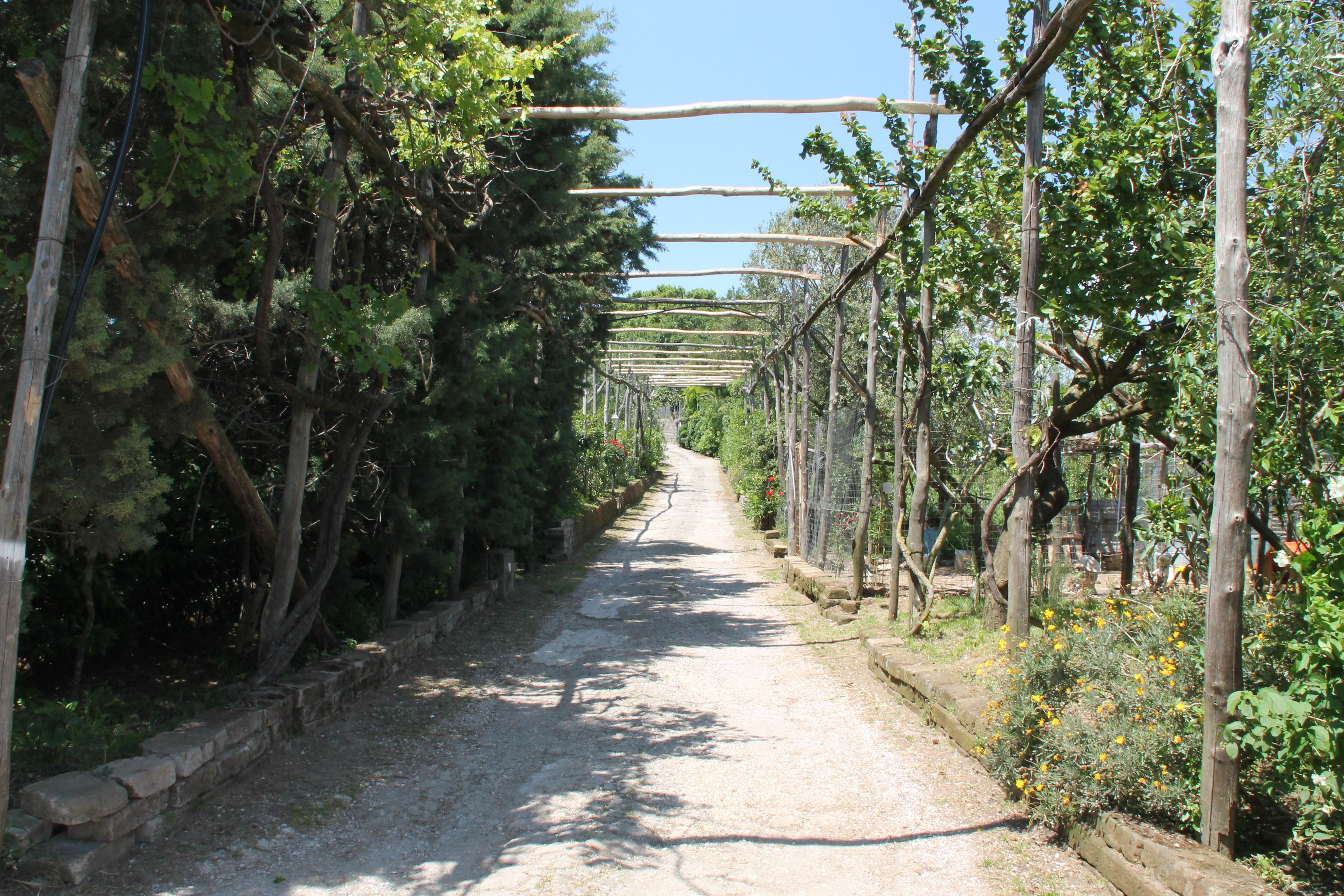 Agriturismo Piccolo Paradiso ปิอาโนดิซอร์เรนโต ภายนอก รูปภาพ