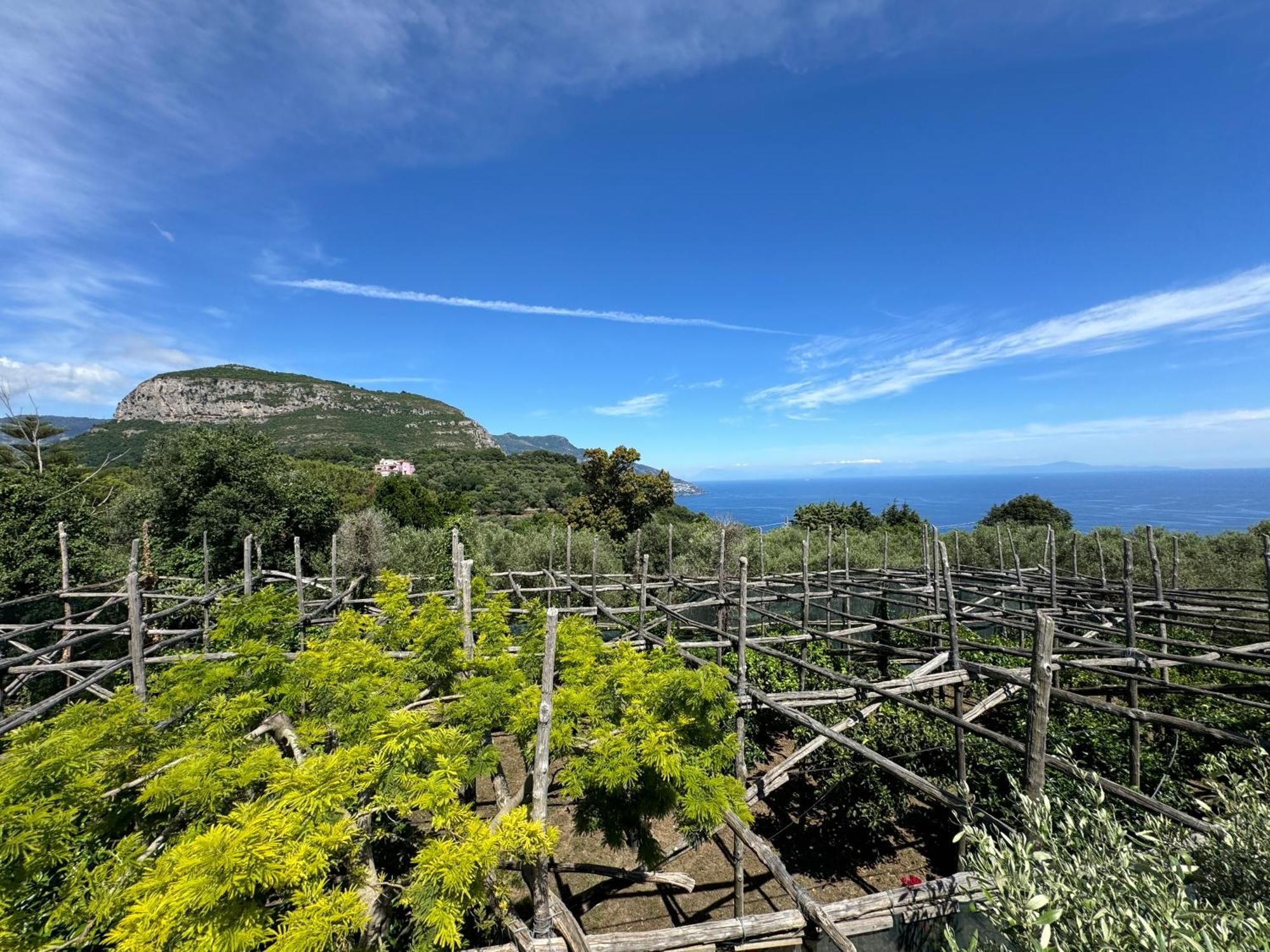 Agriturismo Piccolo Paradiso ปิอาโนดิซอร์เรนโต ภายนอก รูปภาพ