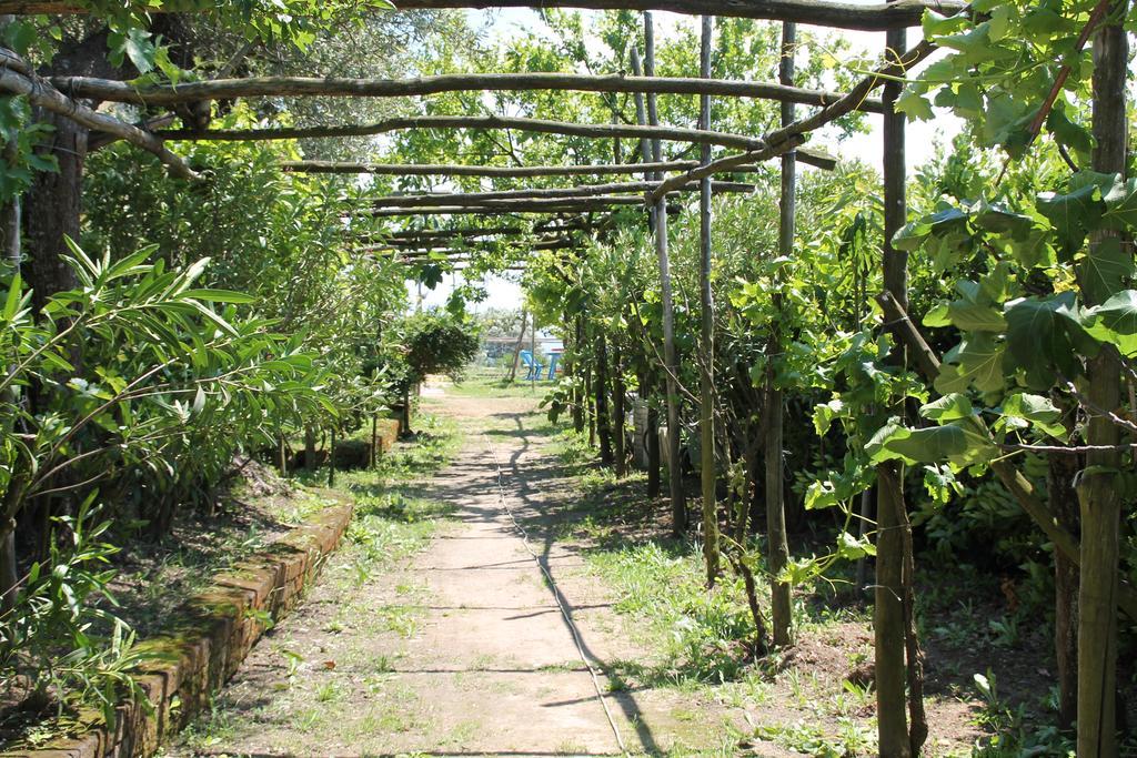 Agriturismo Piccolo Paradiso ปิอาโนดิซอร์เรนโต ภายนอก รูปภาพ